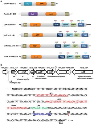 Transcriptional regulation of cellobiose utilization by PRD-domain containing Sigma54-dependent transcriptional activator (CelR) and catabolite control protein A (CcpA) in Bacillus thuringiensis